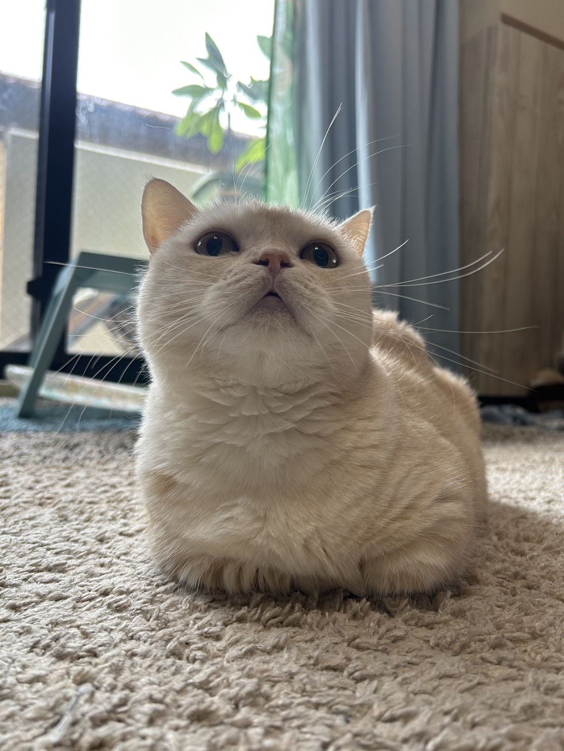 窓好きなネコちゃんは多いはず!